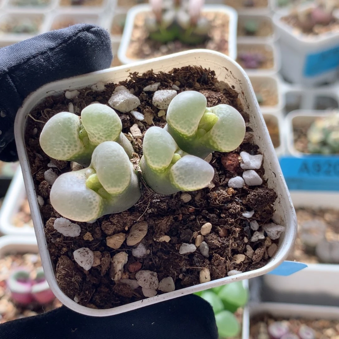 a640江南风铃母本