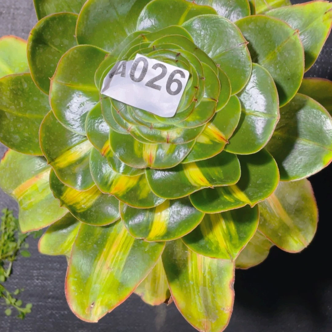 紫砂茶杯末*026哥哥哥哥哈哈