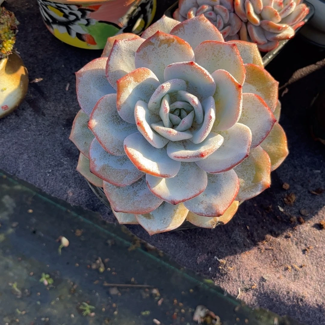 s***t多肉植物11111111