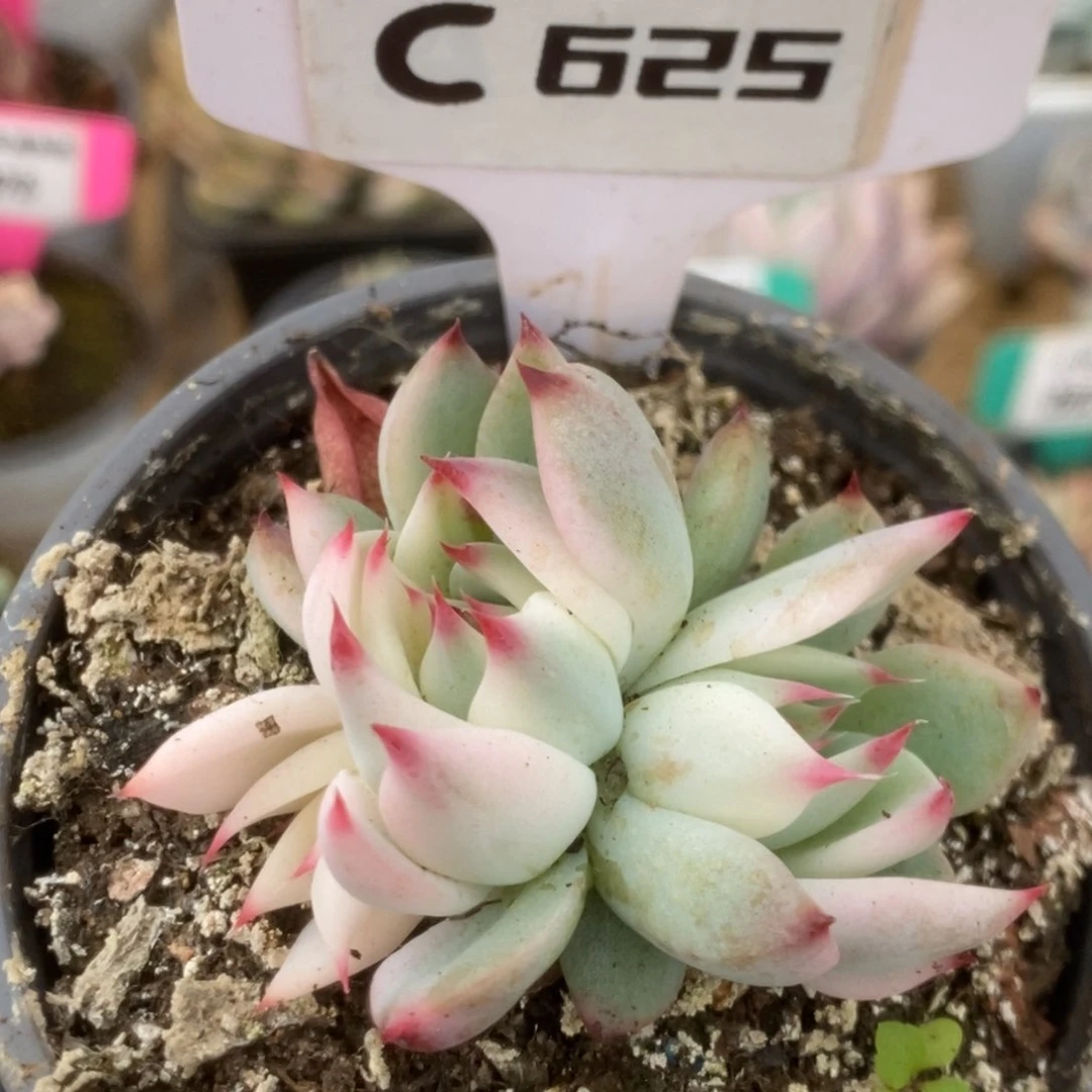 625福利吉娃娃双头覆轮锦