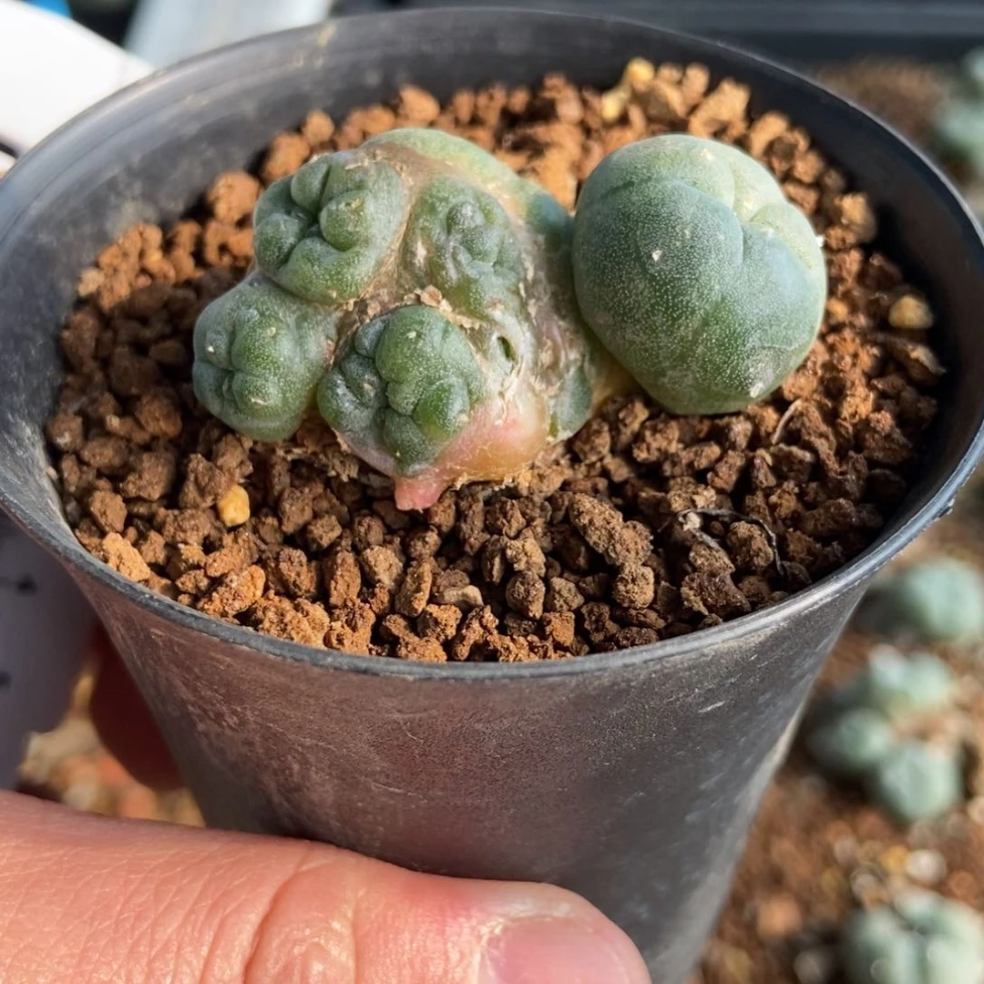 子吹乌石化锦无刺仙人球开花