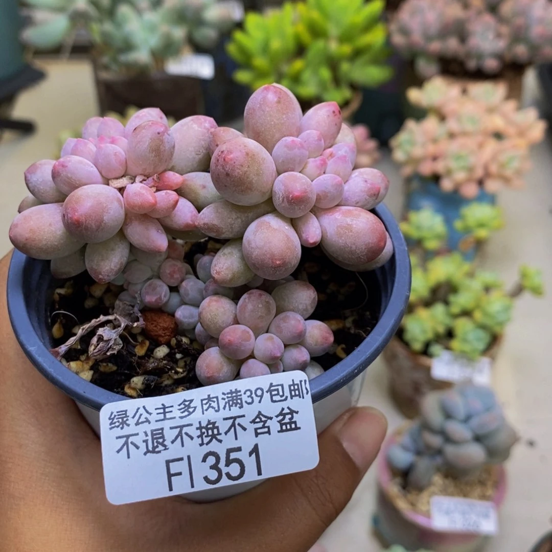 351香水手指奶多肉7cm