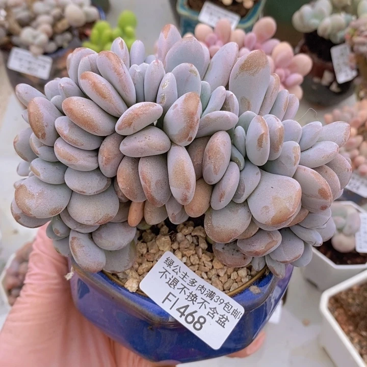 粉兔缀14cm468多肉植物