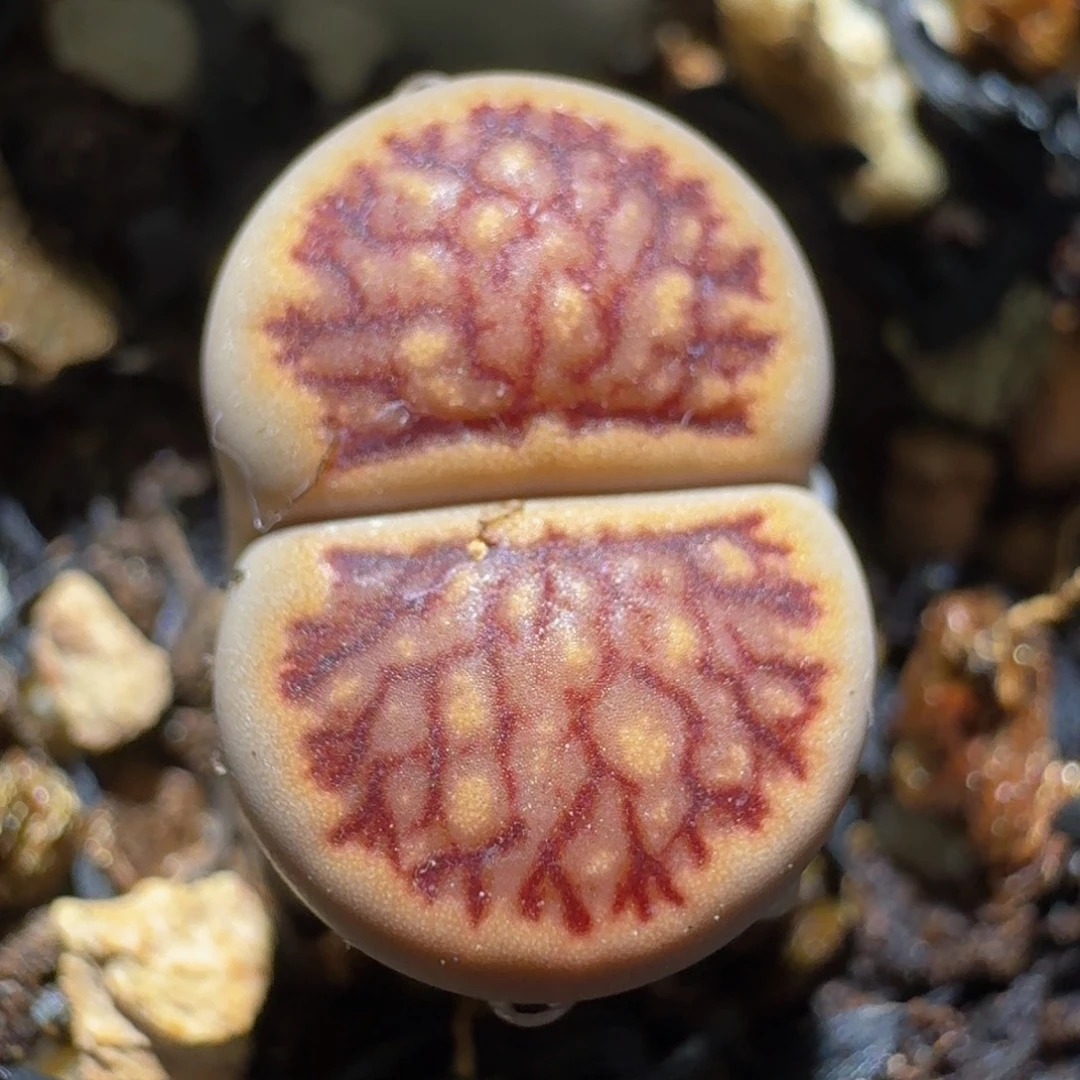 Ssss精品生石花526