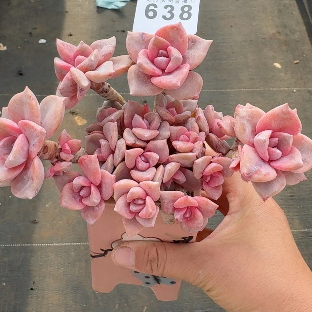 彩虹糖群生整装无砍