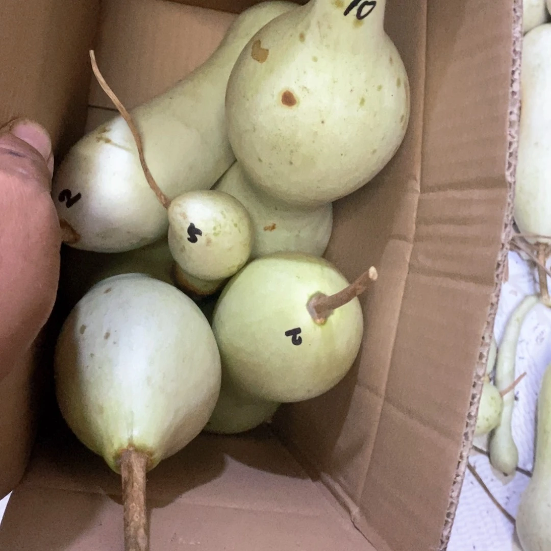 丙*文玩葫芦青皮葫芦