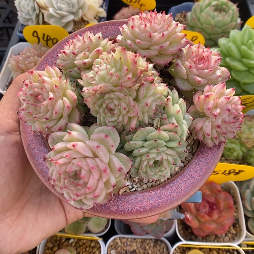 珠光麦秆群生4942号