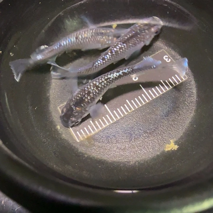 青鳉鱼一物一拍661