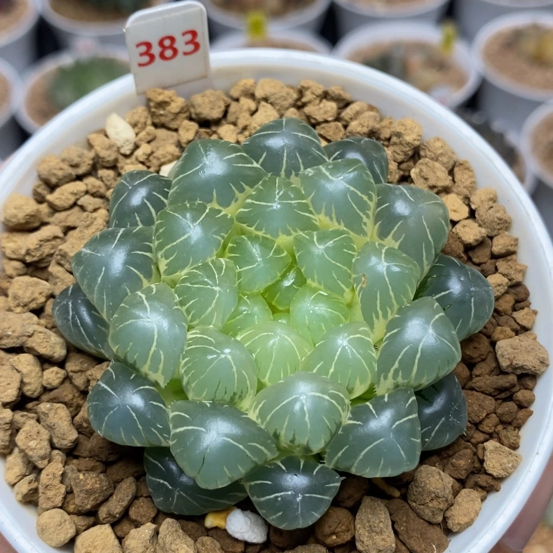 棒***虎383糊斑湖水玉露锦一物一拍