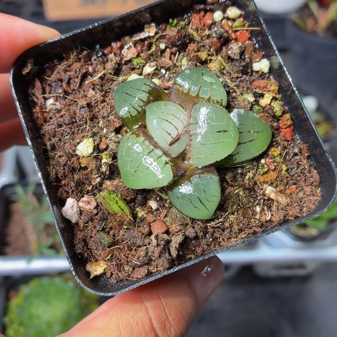 日月潭多肉9.9包邮发货