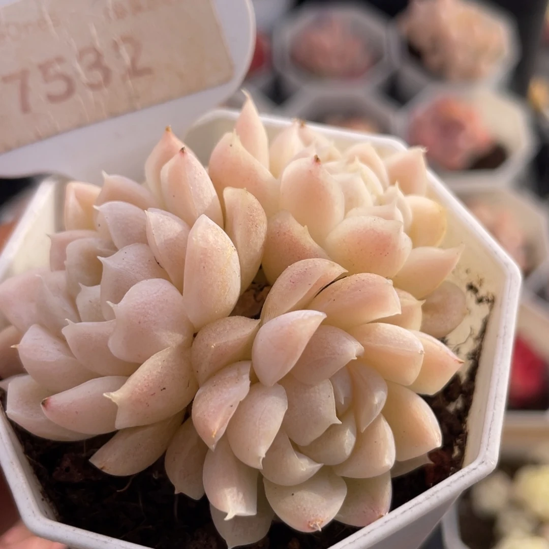 白月影7532-6.0里面