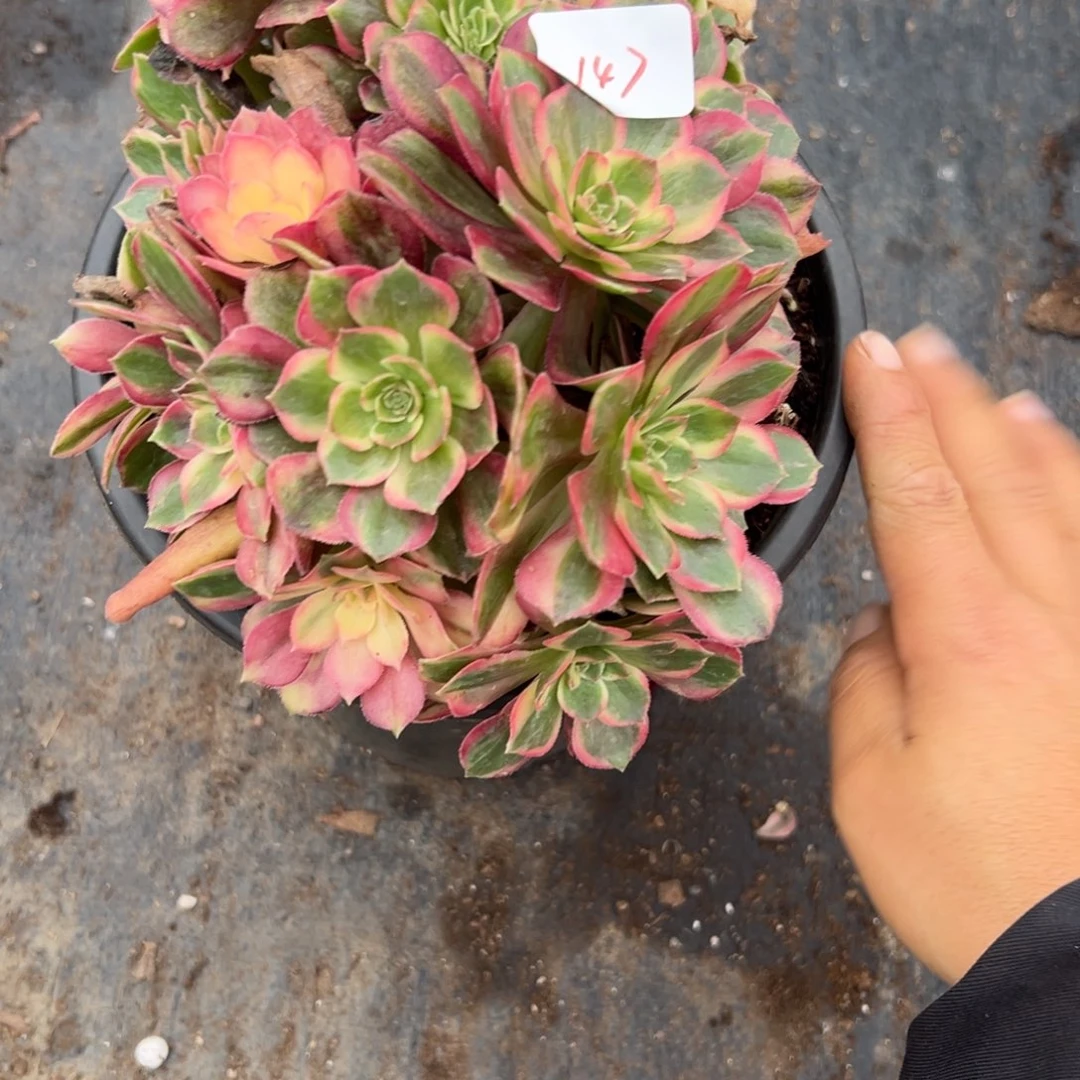 147黑魔锦多多缀多肉多肉