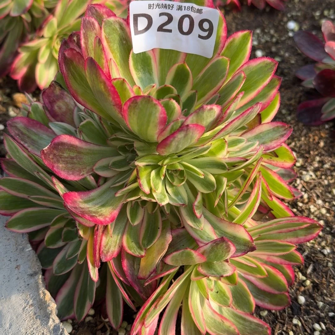 209云荷多肉植物