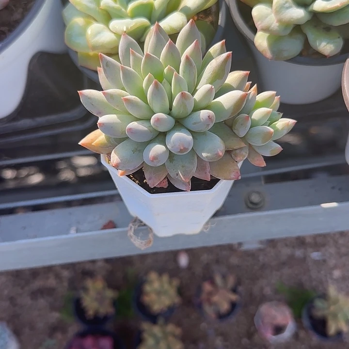 青蛙王子儿童牙膏111
