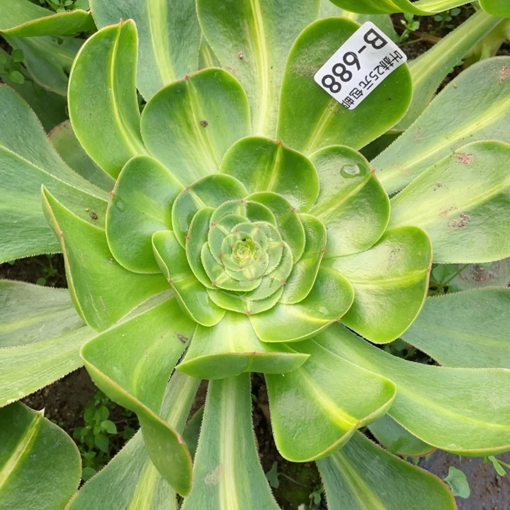 688暴君多肉12345678