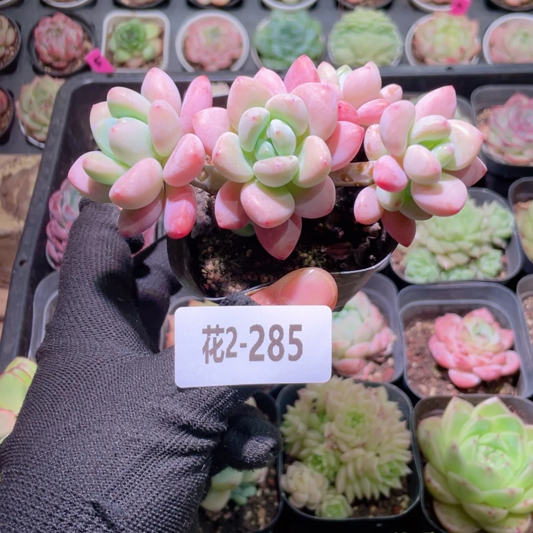 花利美2-285洛神