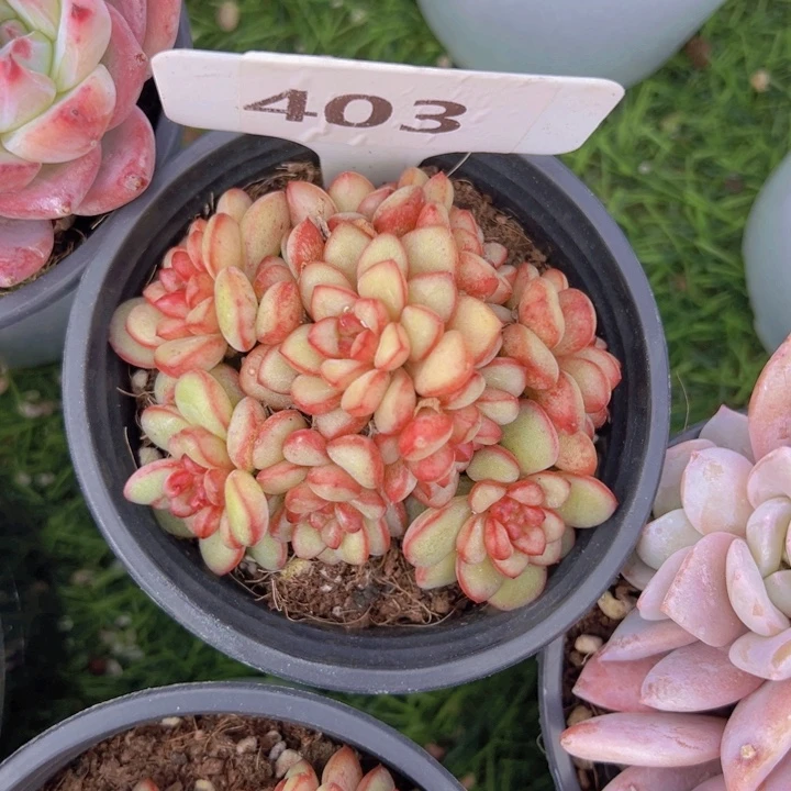 健健康康平平安安