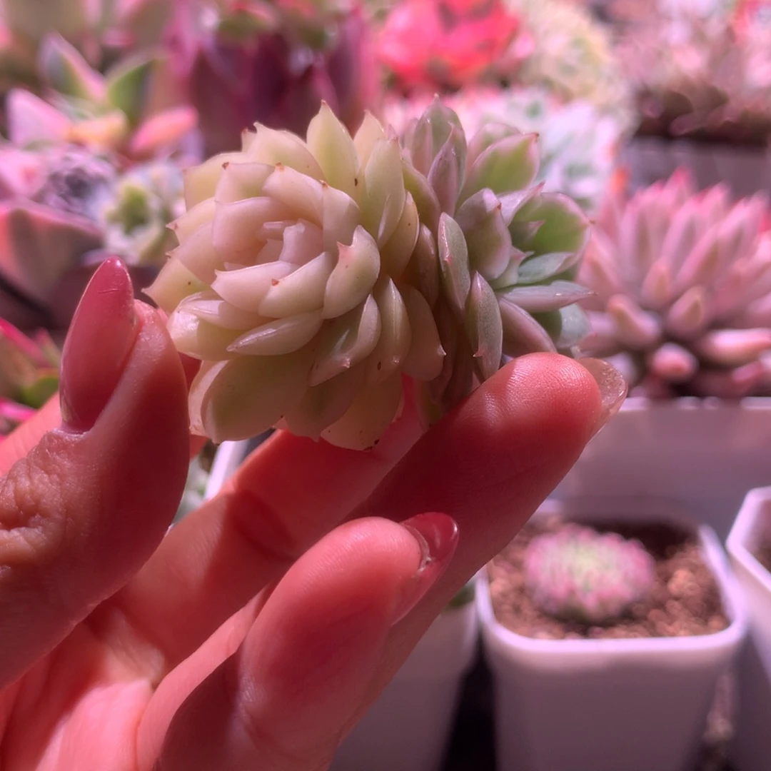 兔****圆叶昂斯诺宽覆轮锦有杆子