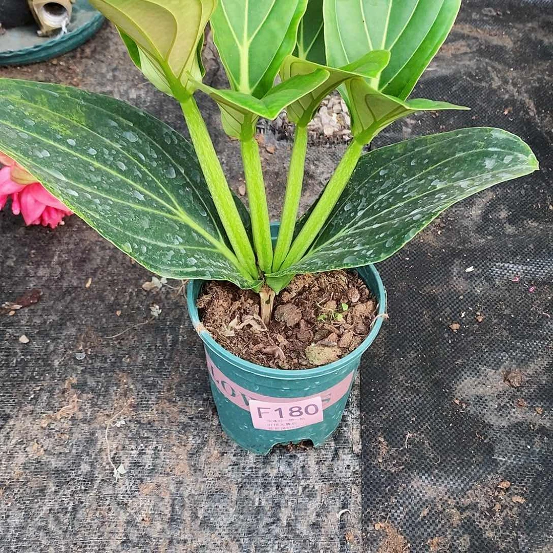 无花朵芳*木本花卉180