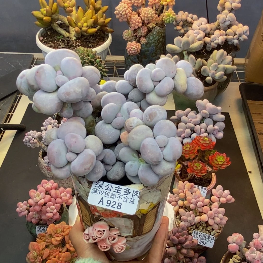 928芭比奶多肉15cm