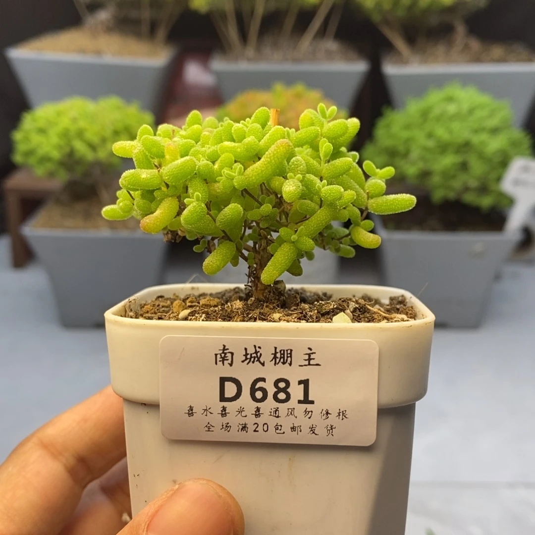 681蜜橘糖球枝干
