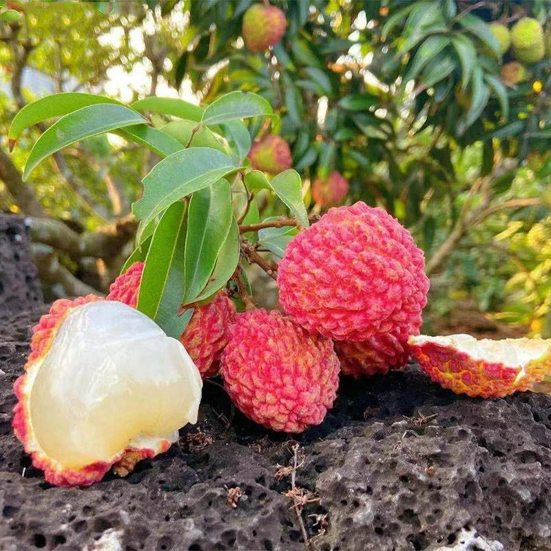 【顺丰次日达】海南火山口荔枝王荔枝新鲜水果现摘现发3斤净果2.5斤同城送荔枝同城送海南省