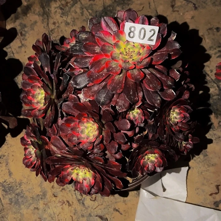 802火烧云多肉植物处理不售后