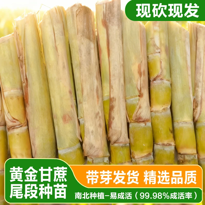 粤北高产水果黄金甘蔗种茎苗易种植南北方可栽可室内外种植盆栽