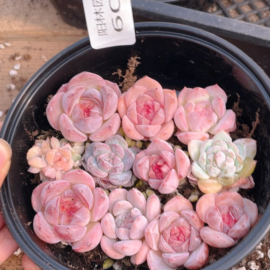 多肉植物多肉植物603