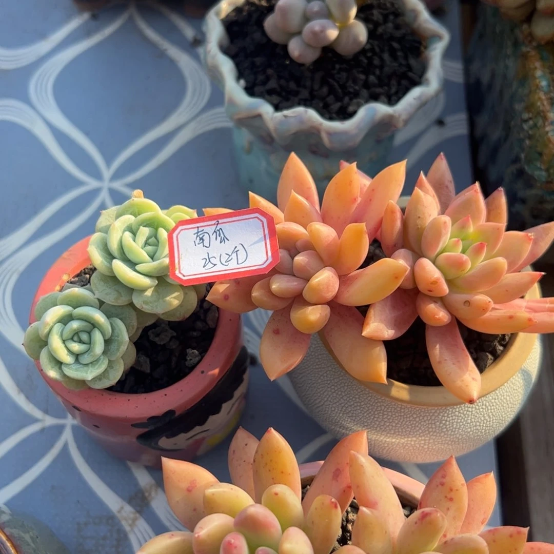 南*多肉植物多肉植物