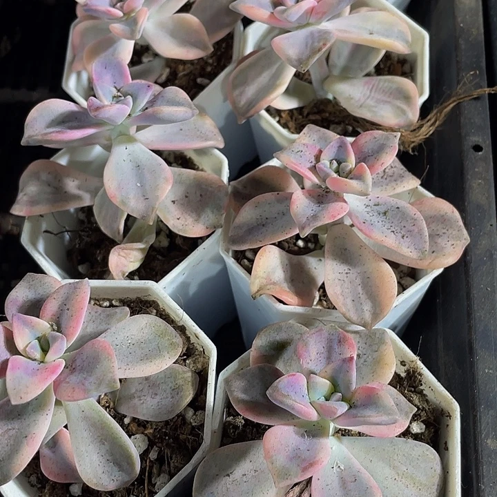 紫乐锦带盆土发货