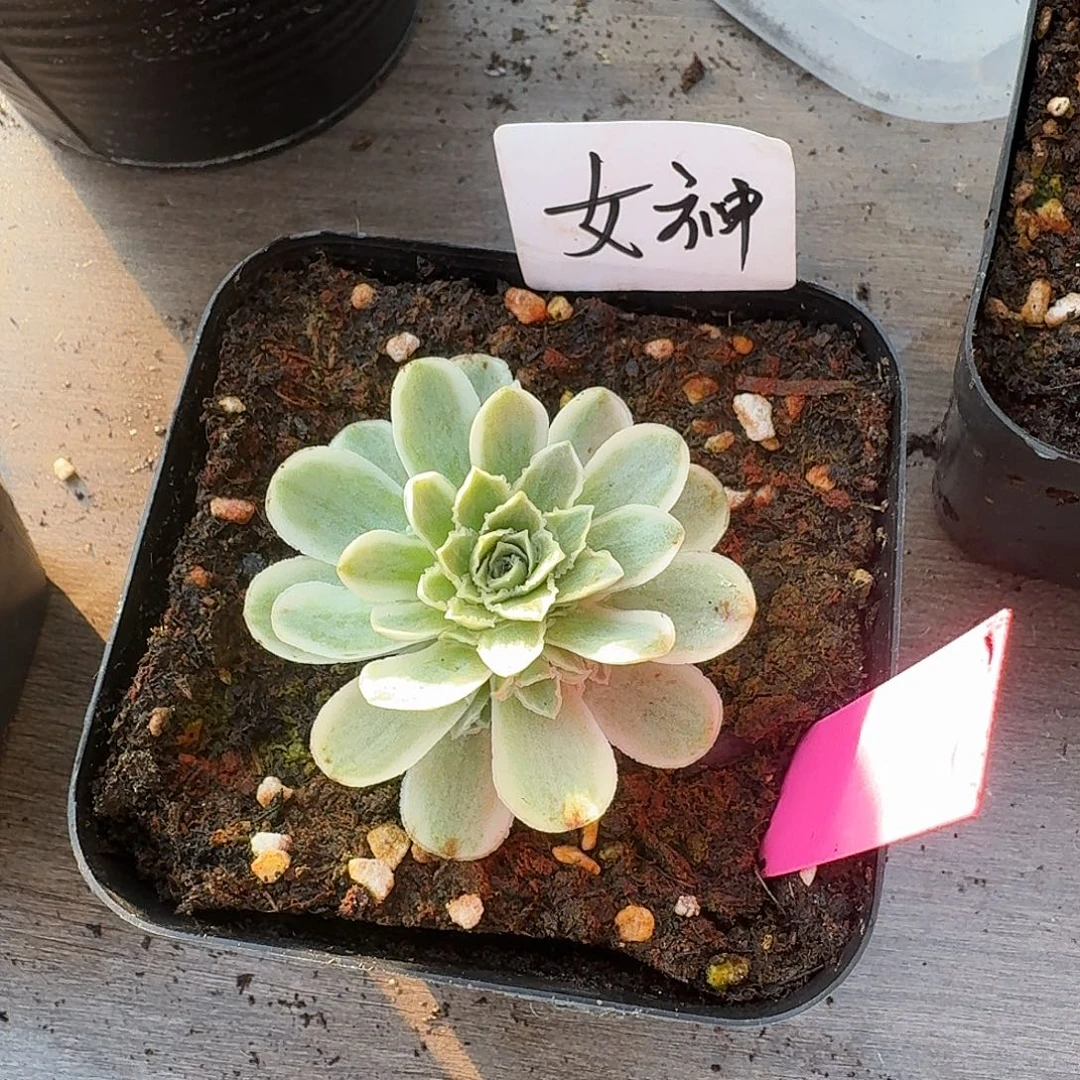 尖****蕾丝手捧秋夕一物一拍