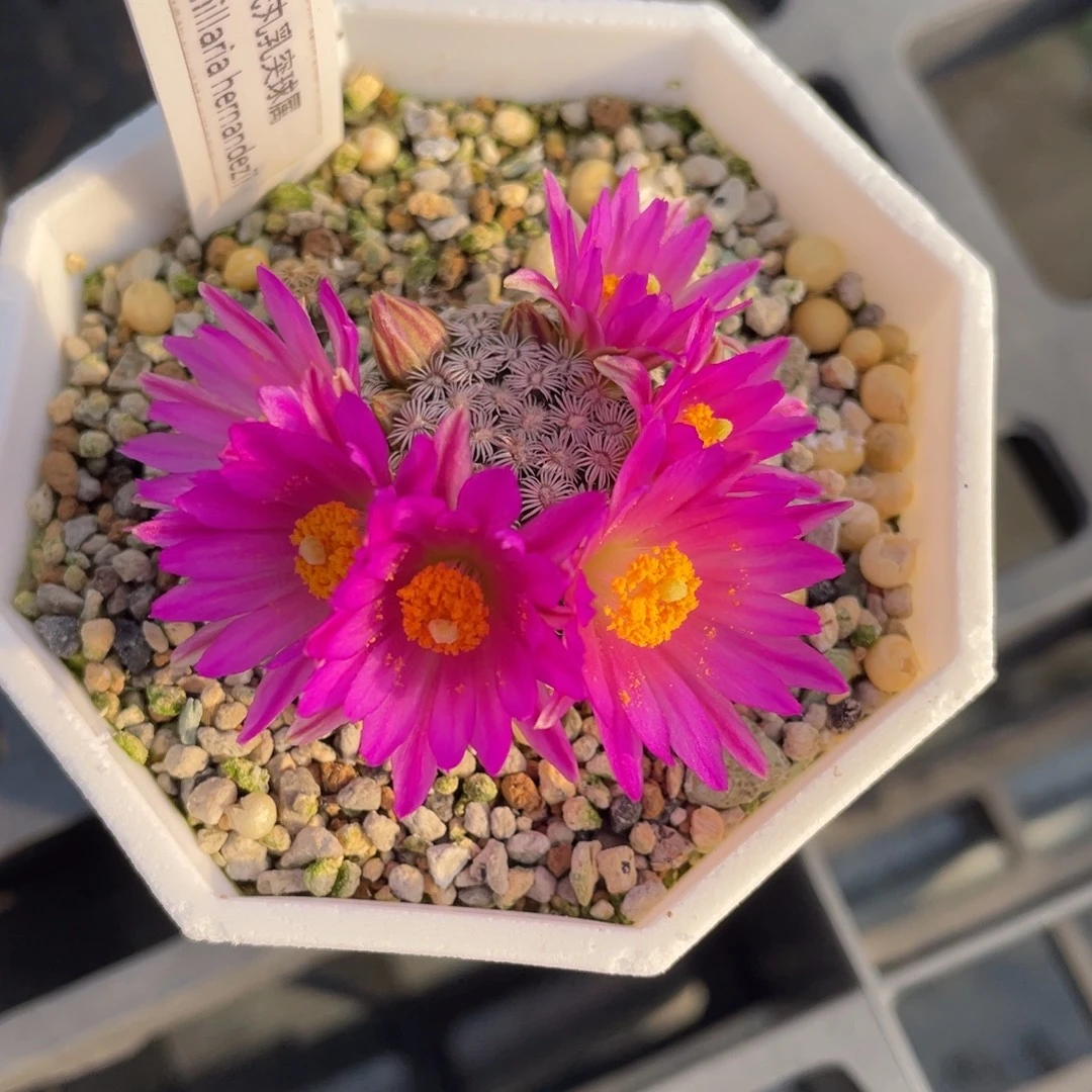 克氏丸       实生根