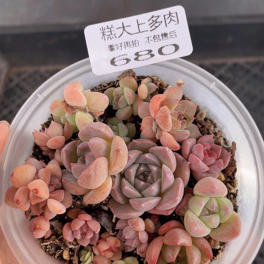 糕大上多肉植物680