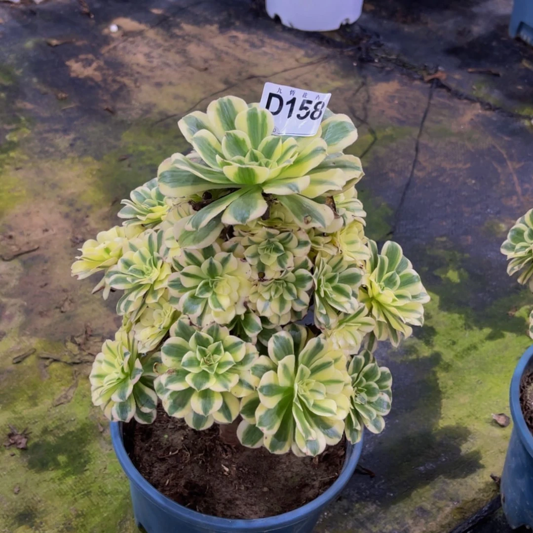 【闪购商品】15800迈巴赫