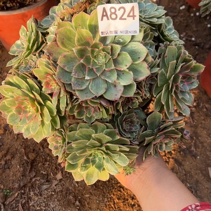 莲花座多肉植物824.