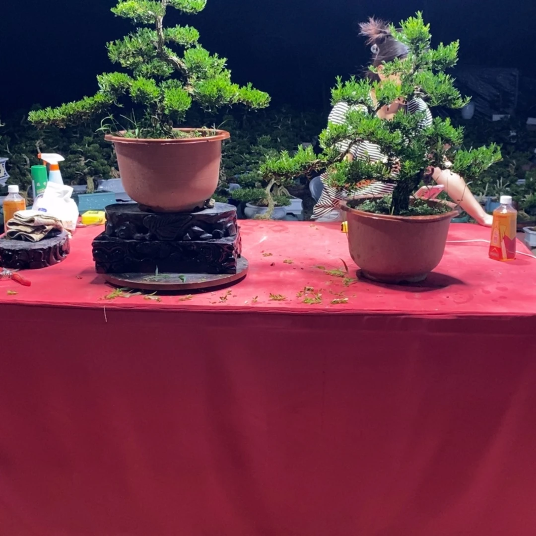爱***单完全开放广东黄杨盆景艺术