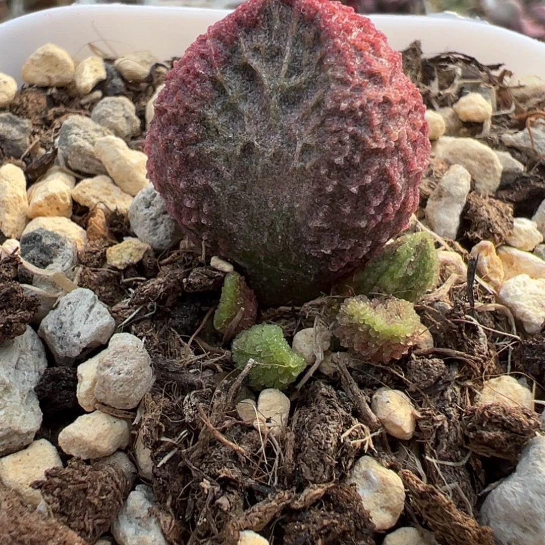 牧鱼叶插苗多肉植物