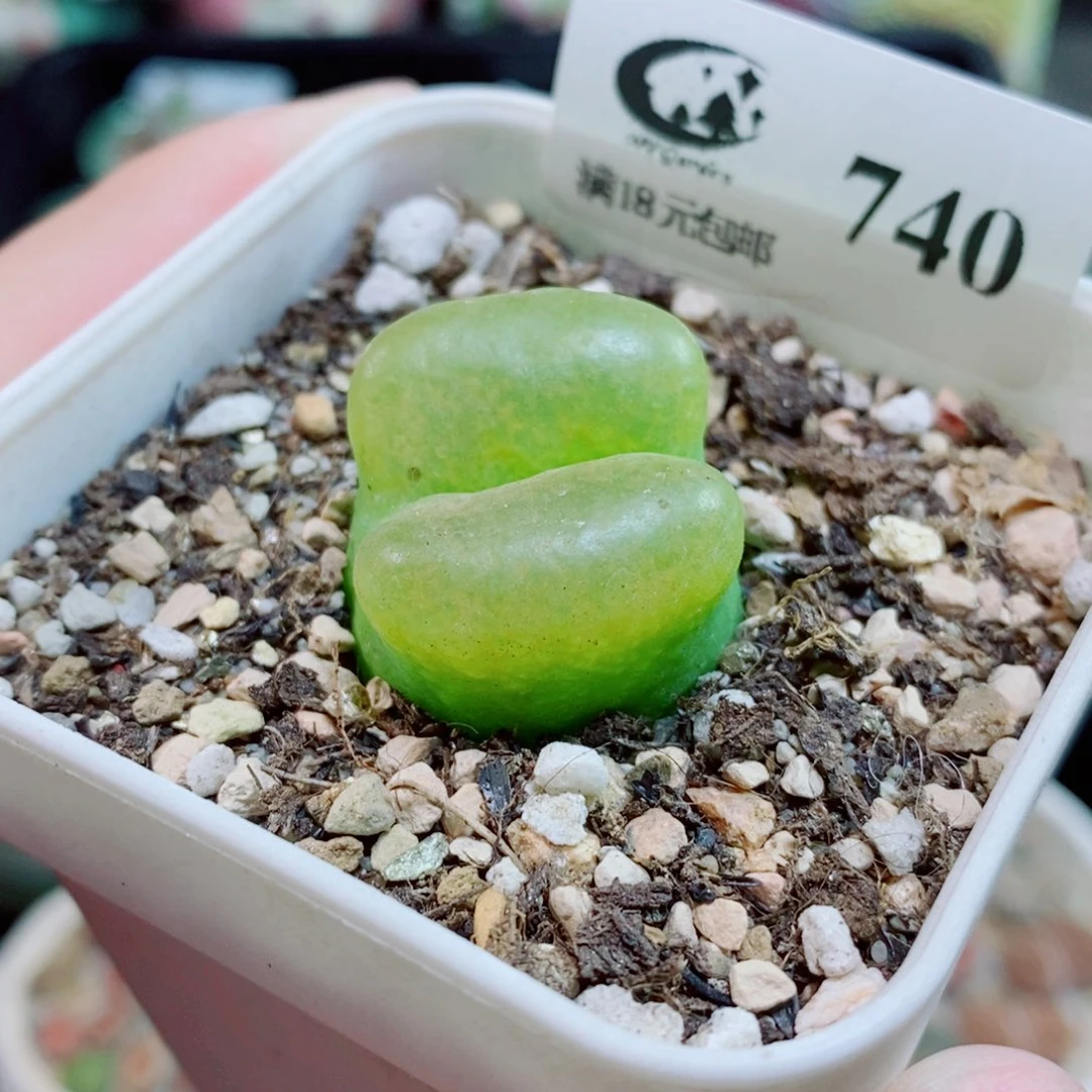 生石花花花花花花740