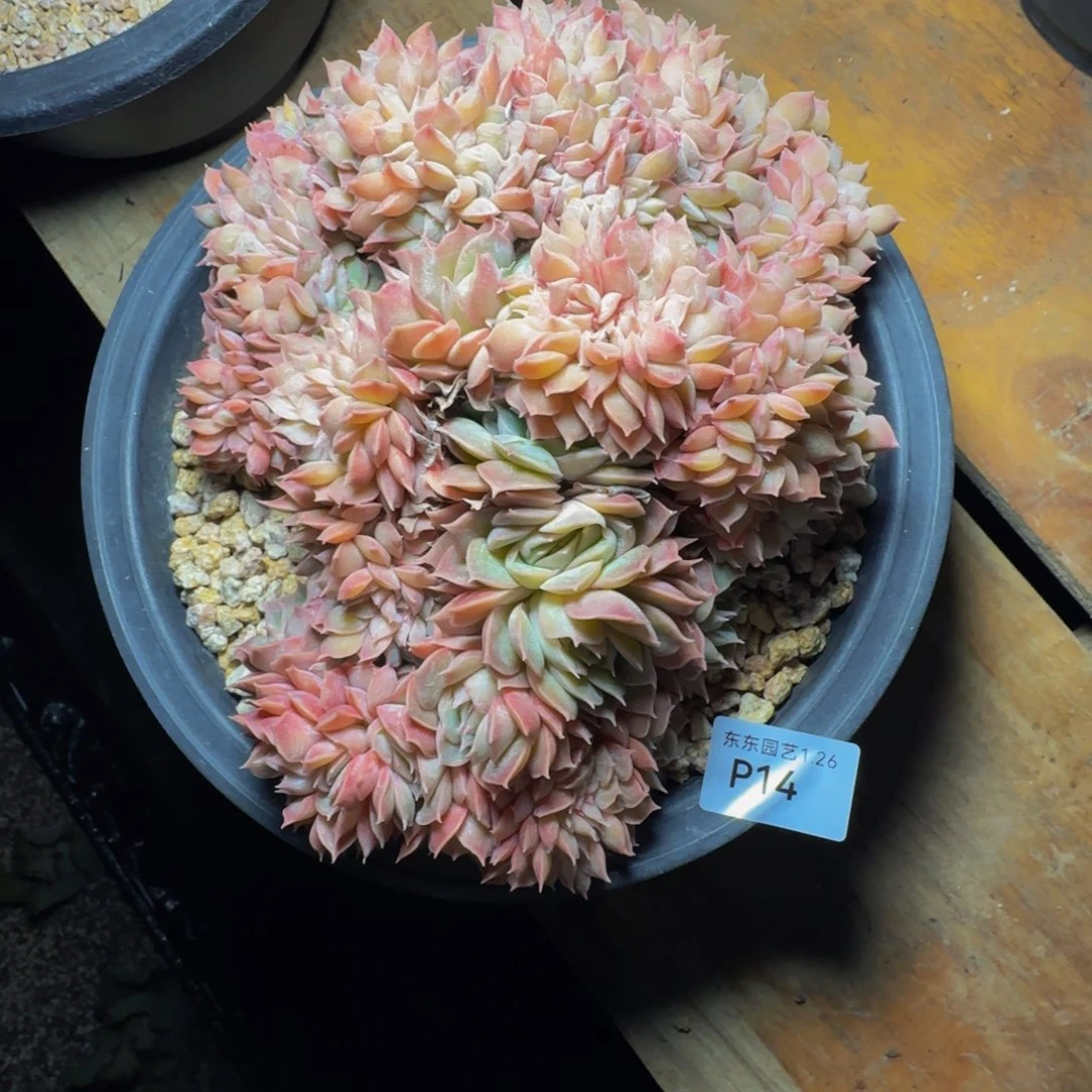 p p p p p p p p 14