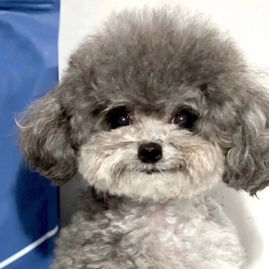 【轻奢家萌宠】宠物活体狗狗链接