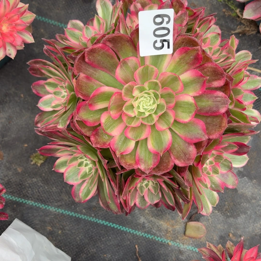 605孔雀林多肉植物福利