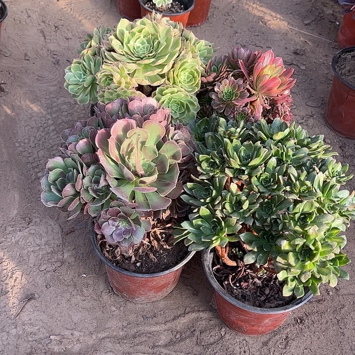 994多肉植物组合，