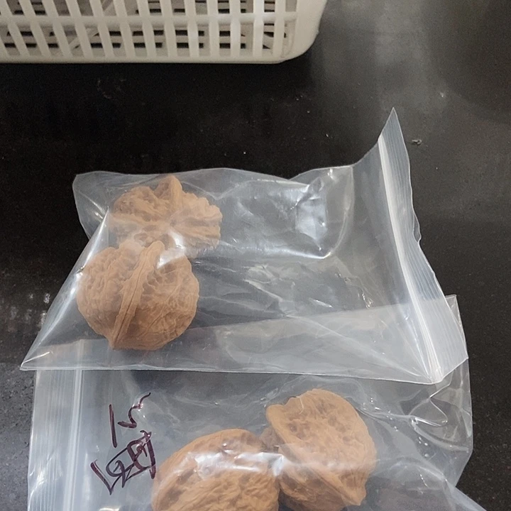吊坠文玩核桃磐石