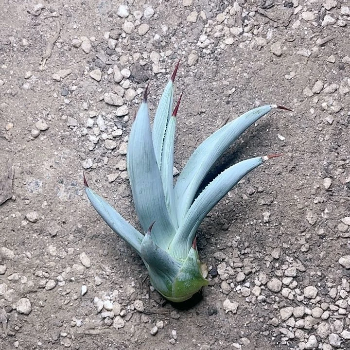 冥王测芽无跟龙舌兰