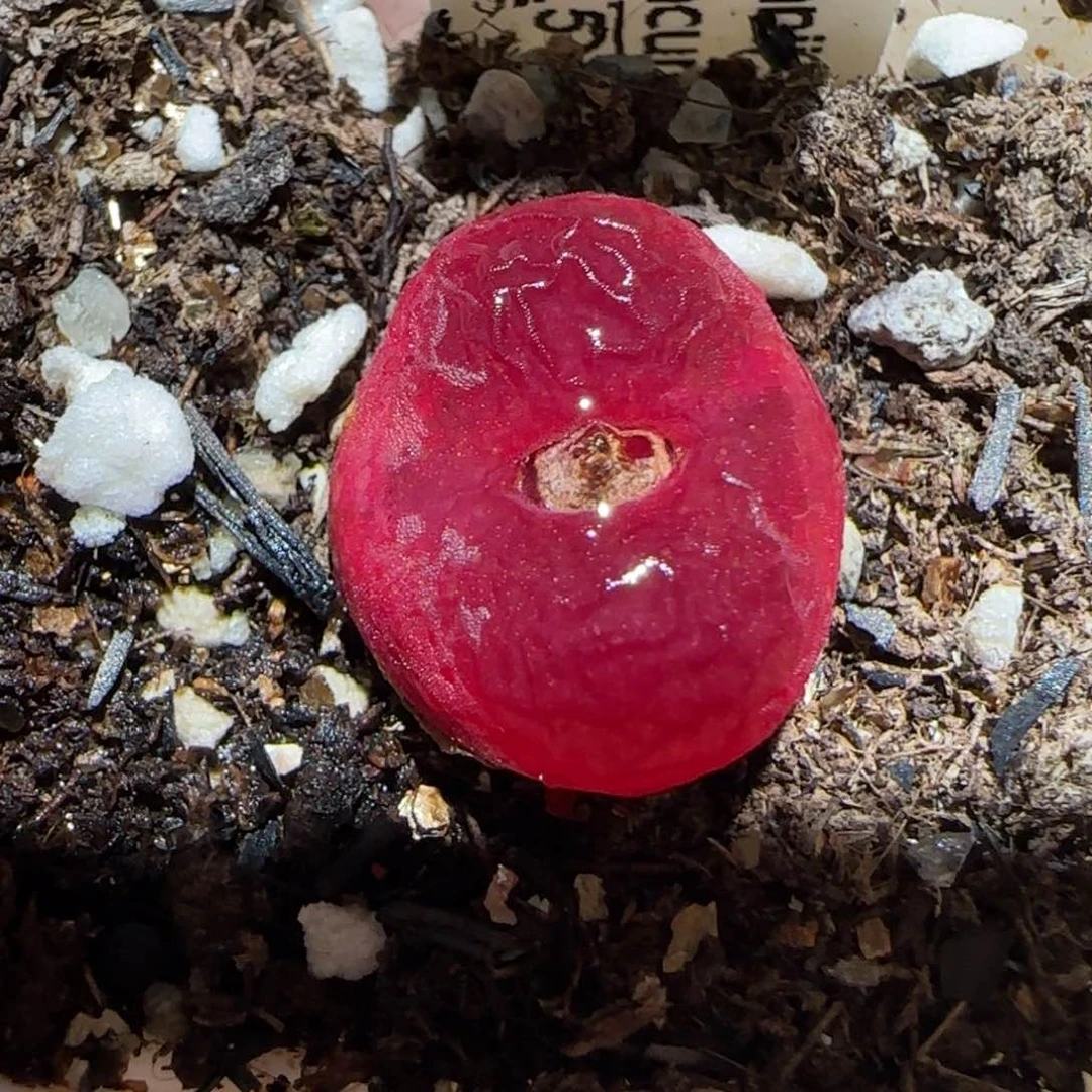 盐**球肉锥多肉植物百科-895