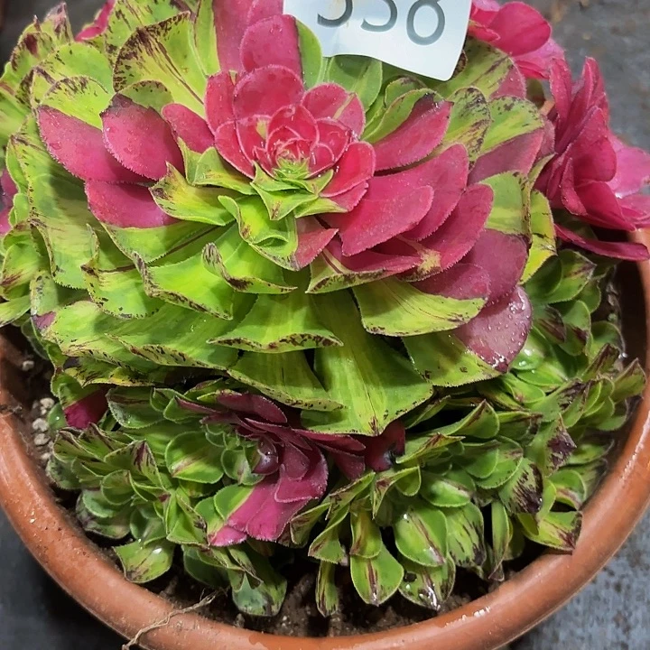 多肉植物福利538个