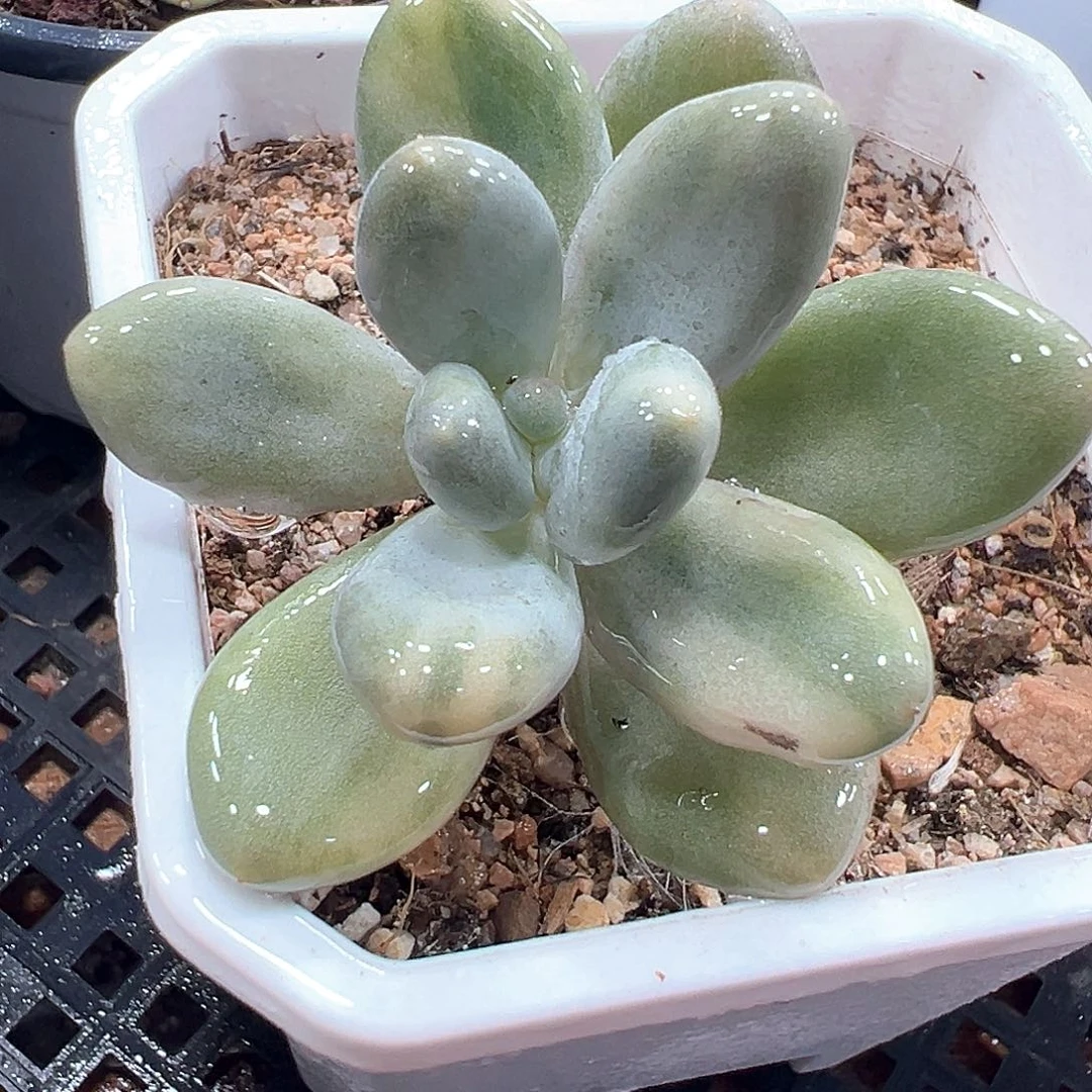 奶酪锦 小方花圃一物一拍