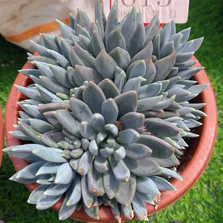 红蛋615多肉植物