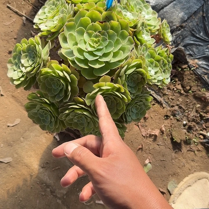 用***0763不售后哦哦哦哦哦哦哦哦哦